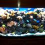 200 gallons reef tank (mostly live coral and fish)