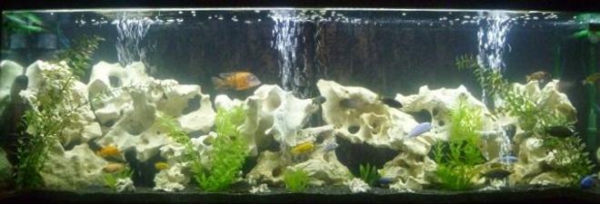135 gallons freshwater fish tank (mostly fish and non-living decorations) - 135 gallon African Cichlid Tank