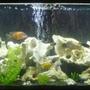 135 gallons freshwater fish tank (mostly fish and non-living decorations) - 135 gallon African Cichlid Tank