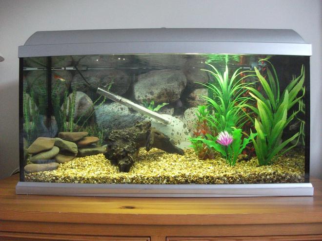 23 gallons freshwater fish tank (mostly fish and non-living decorations) - My 23 gallon ( 90 litre ) tropical aquarium