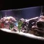 55 gallons freshwater fish tank (mostly fish and non-living decorations) - Side view