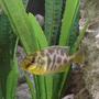freshwater fish - nimbochromis venustus - venustus cichlid stocking in 55 gallons tank - Malawi Hap