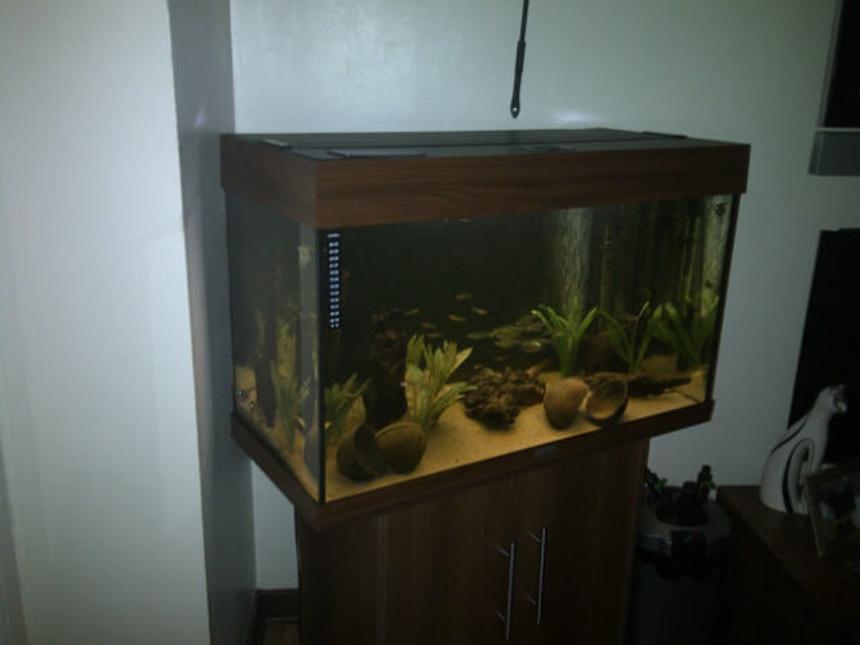 Rated #2365: 30 Gallons Freshwater Fish Tank