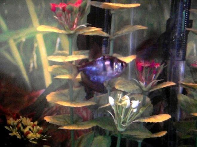 freshwater fish - gymnocorymbus sp. - black skirt tetra stocking in 20 gallons tank - One of my Black Skirt Tetras