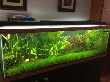 125 gallons planted tank (mostly live plants and fish) - 125g Planted