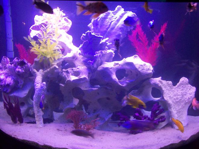 76 gallons freshwater fish tank (mostly fish and non-living decorations) - 76 gallon oceanic african cichlids texas holey rock fake plants and dead coral