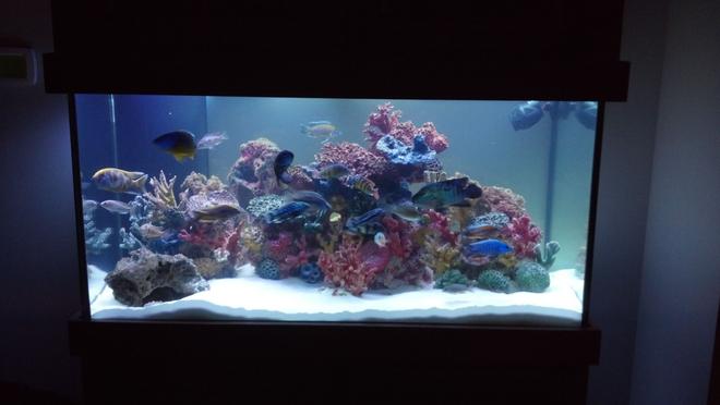 120 gallons freshwater fish tank (mostly fish and non-living decorations) - African Cichlid