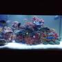 120 gallons freshwater fish tank (mostly fish and non-living decorations) - African Cichlid