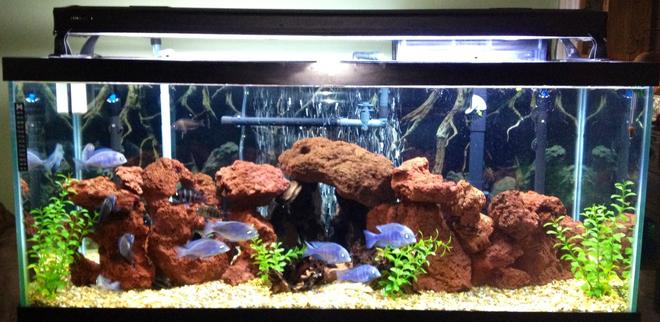 75 gallons freshwater fish tank (mostly fish and non-living decorations) - Lake tanganykan tank setup with fronts, calvus, leleupi, blue dolphin moorii, gold nugget pleco, chocolate zebra pleco, albino & reg bristle nose, clown pleco , rafael & bumblebee catfish & black ghost knife fish
