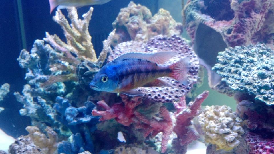 freshwater fish - protomelas taeniolatus - red empress stocking in 120 gallons tank - Red Empress