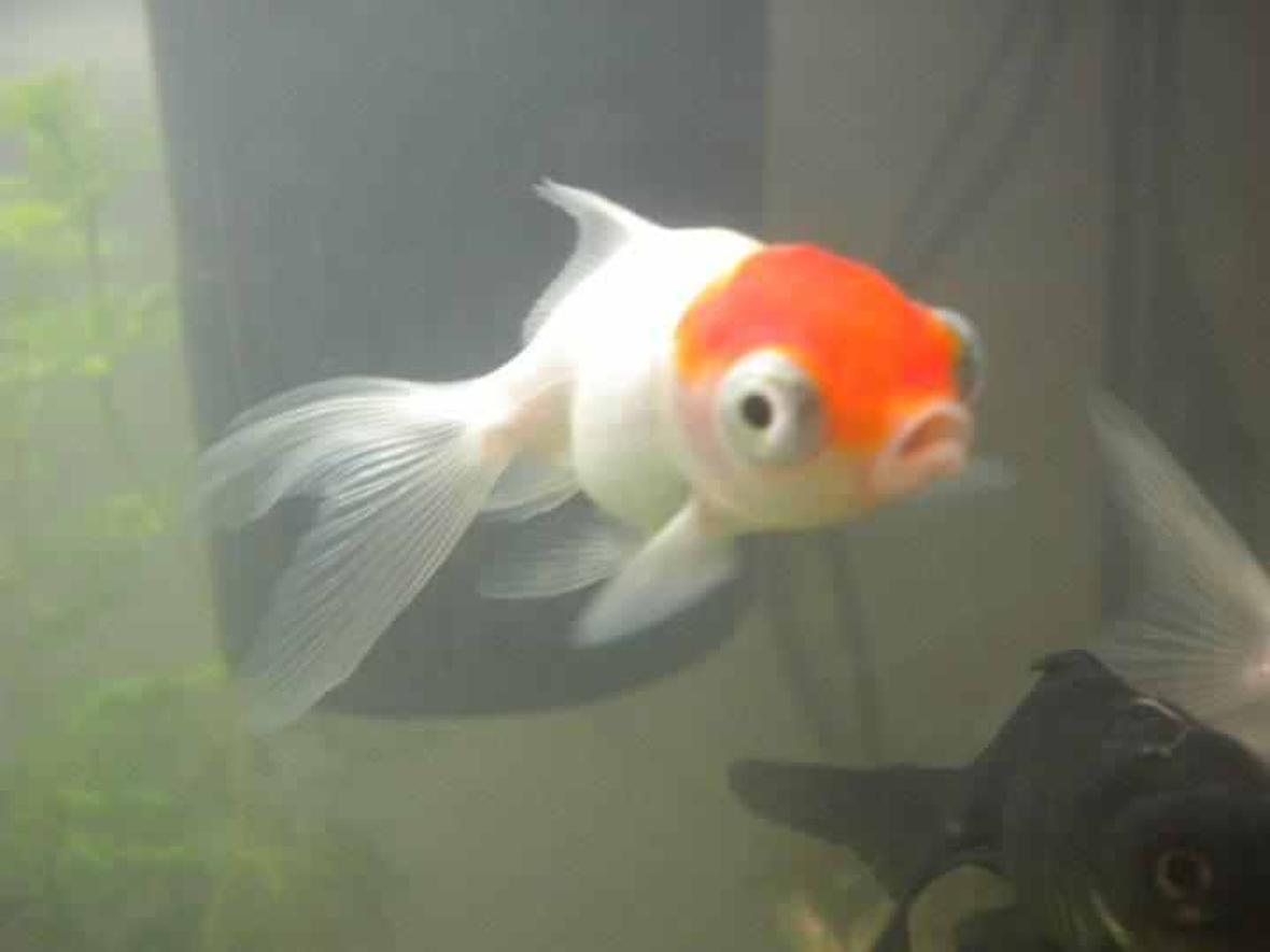 freshwater fish - carassius auratus - red cap oranda goldfish stocking in 27 gallons tank - my fish