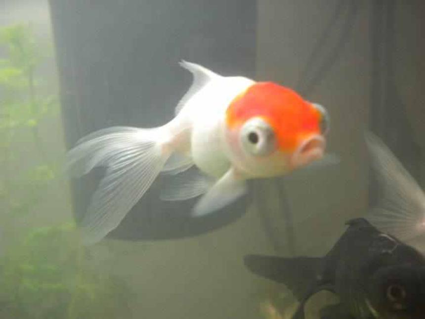 Rated #103: Freshwater Fish - Carassius Auratus - Red Cap Oranda Goldfish Stocking In 27 Gallons Tank - my fish