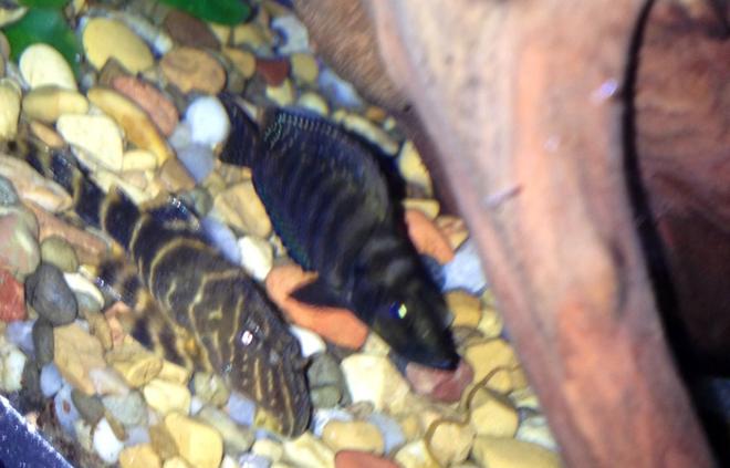 freshwater fish - altolamprologus calvus - calvus cichlid stocking in 75 gallons tank - Clown pleco and black calvus