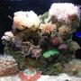 35 gallons reef tank (mostly live coral and fish) - rsm 130d