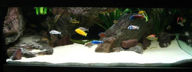 280 gallons freshwater fish tank (mostly fish and non-living decorations)
