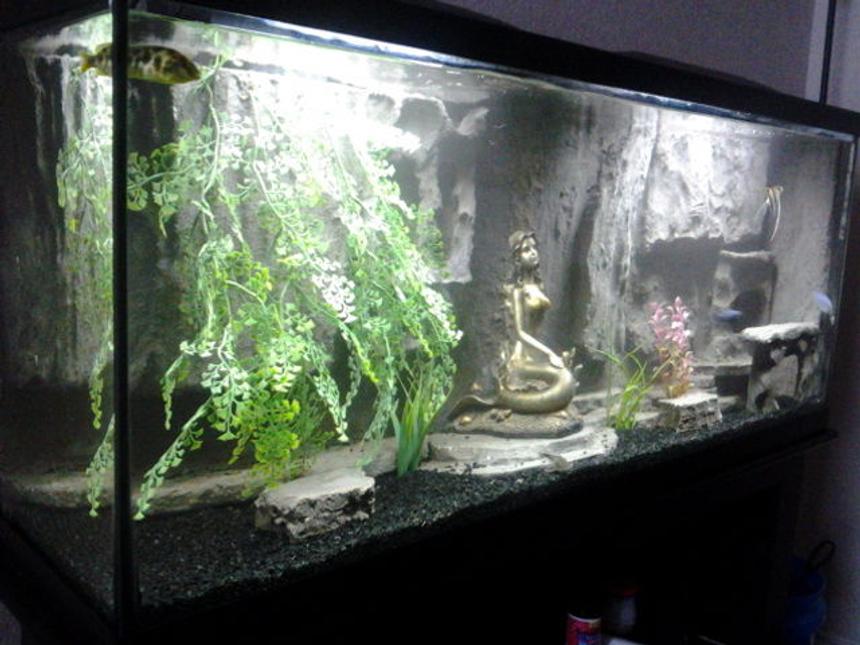 Rated #2084: 55 Gallons Freshwater Fish Tank - 1