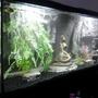 55 gallons freshwater fish tank (mostly fish and non-living decorations) - 1