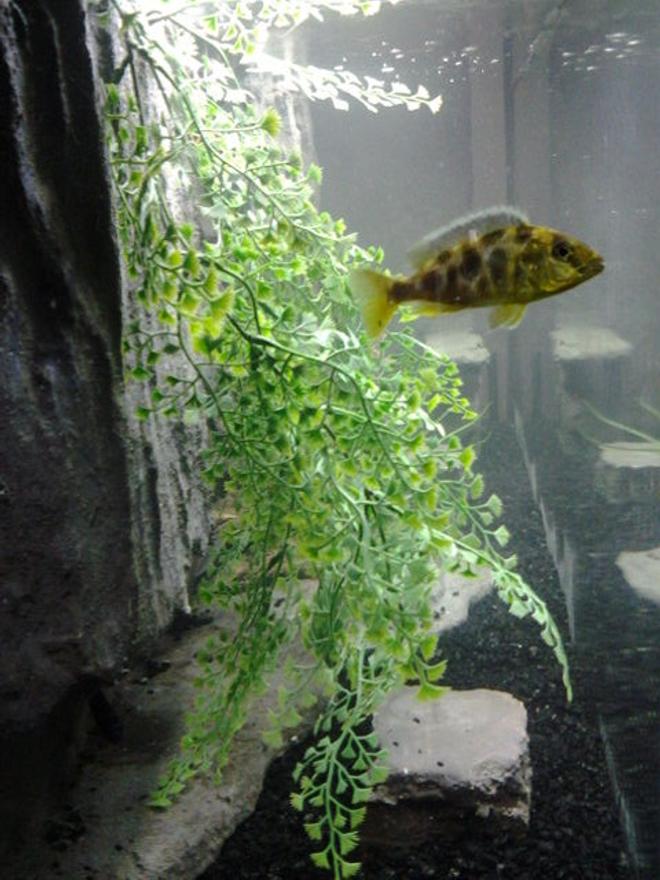 freshwater fish - nimbochromis venustus - venustus cichlid stocking in 55 gallons tank - 4