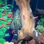 freshwater fish - panaque nigrolineatus l-191 - royal pleco stocking in 75 gallons tank - Royal pleco