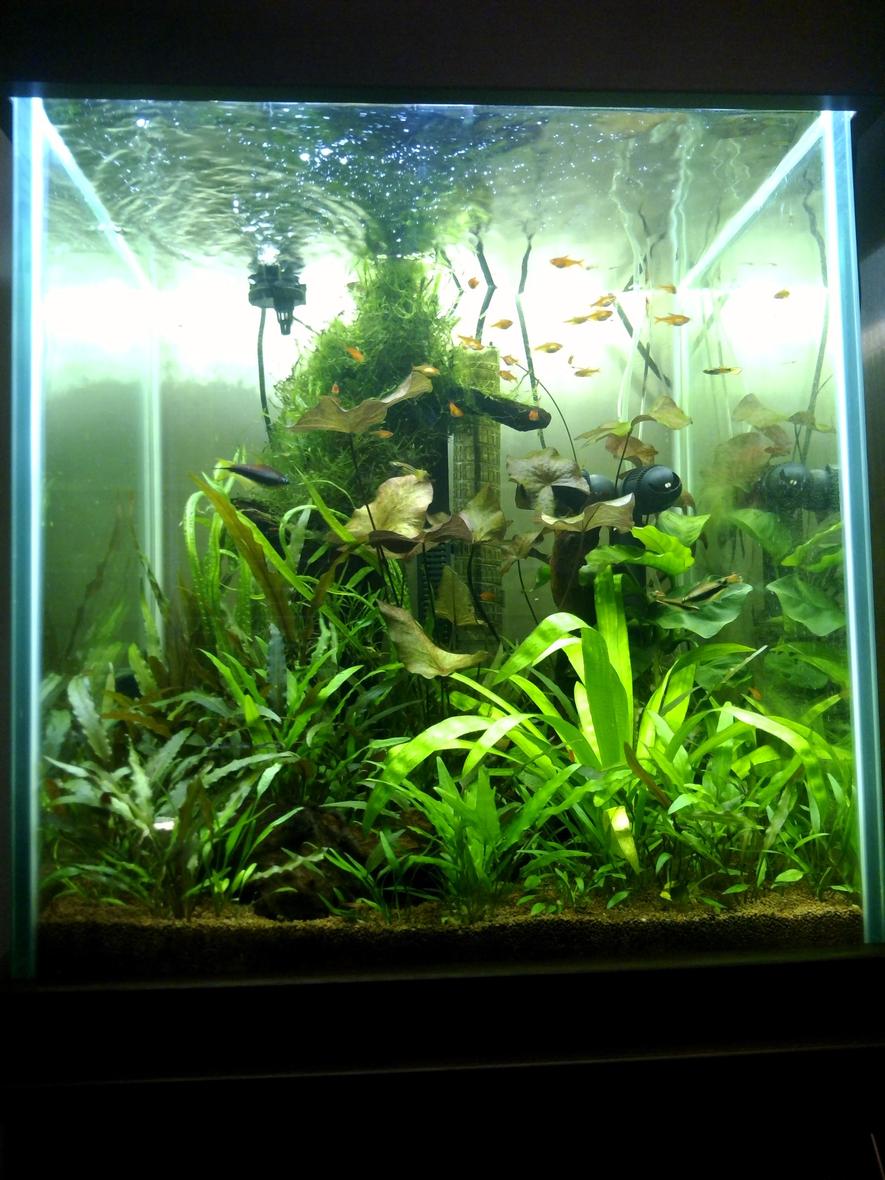 Rated #39: 40 Gallons Planted Tank - Front view, 6 months old (ish),