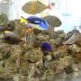 12 gallons saltwater fish tank (mostly fish, little/no live coral) - saltwater fish tank; no plants;