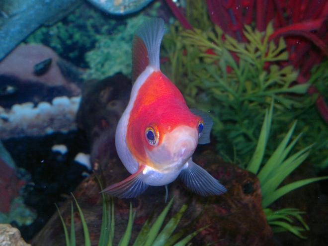freshwater fish - carassius auratus - goldfish stocking in 15 gallons tank