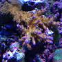 corals inverts - acropora sp. - acropora coral stocking in 90 gallons tank - tricolor acro