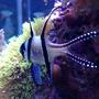 saltwater fish - pterapogon kauderni stocking in 90 gallons tank - tank bred banggai cardinalfish