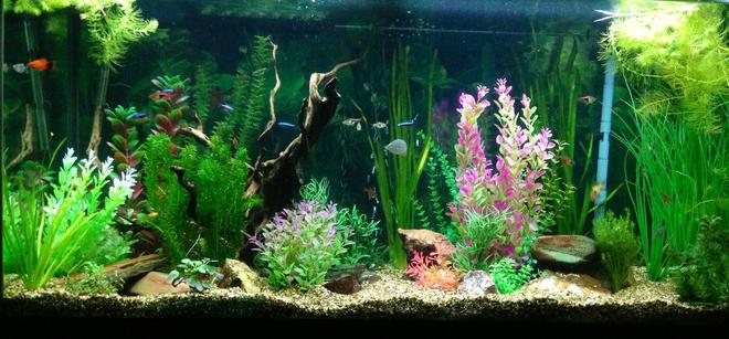 90 gallons freshwater fish tank (mostly fish and non-living decorations) - My tank