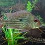 freshwater fish - satanoperca jurupari - eartheater stocking in 75 gallons tank - geophagus albios eartheater