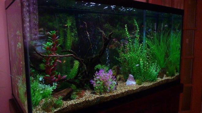 90 gallons freshwater fish tank (mostly fish and non-living decorations) - My tank before the addition of real plants as well