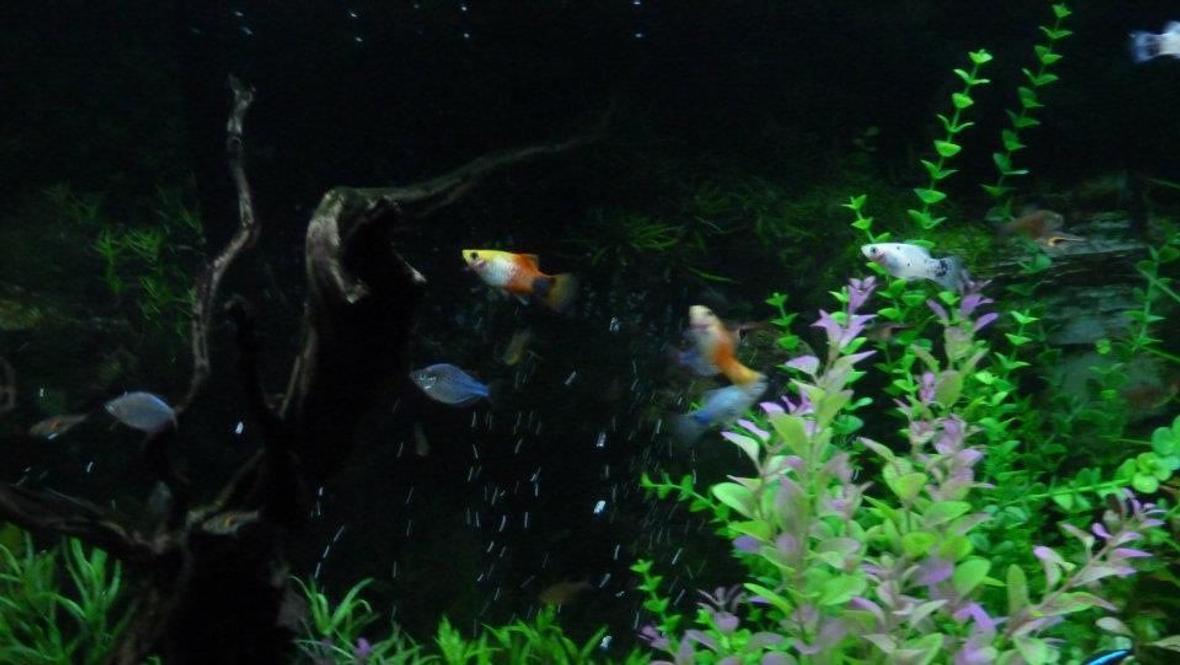 freshwater fish - xiphophorus maculatus - platy stocking in 90 gallons tank