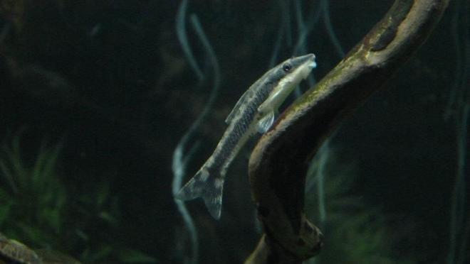 freshwater fish - otocinclus sp. - otocinclus catfish stocking in 90 gallons tank - Otto