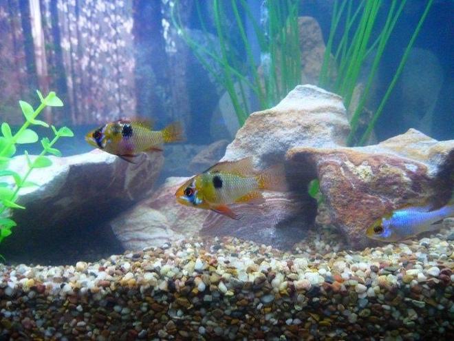 freshwater fish - papiliochromis ramirezi - german blue ram stocking in 90 gallons tank - Ram cichlids
