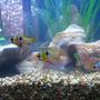freshwater fish - papiliochromis ramirezi - german blue ram stocking in 90 gallons tank - Ram cichlids