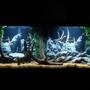 55 gallons freshwater fish tank (mostly fish and non-living decorations) - My 55 Gallon freshwater tonk.