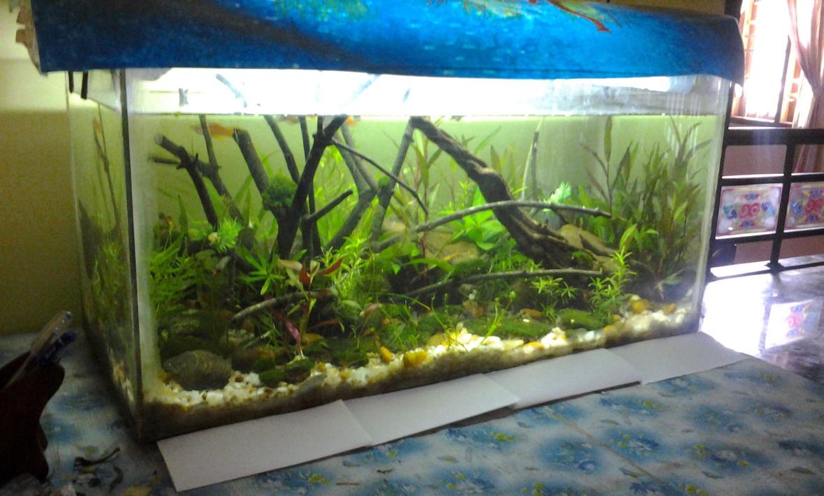 30 gallons planted tank (mostly live plants and fish) - a simple aquarium with lots of hardy plants