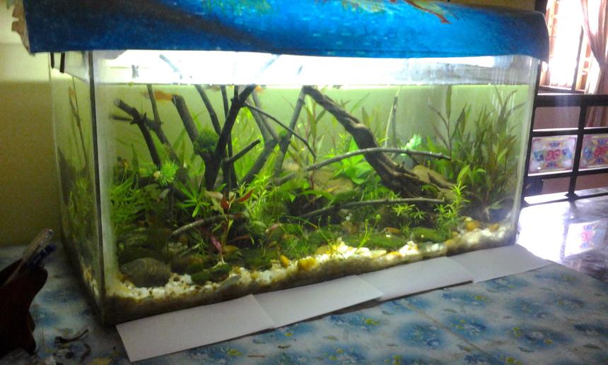 Rated #68: 30 Gallons Planted Tank - a simple aquarium with lots of hardy plants