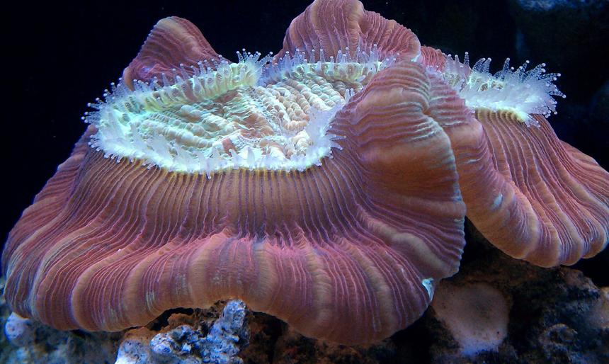Rated #1: Corals Inverts - Trachyphyllia Geoffroyi - Brain Coral, Trachyphyllia Stocking In 100 Gallons Tank - brain coral