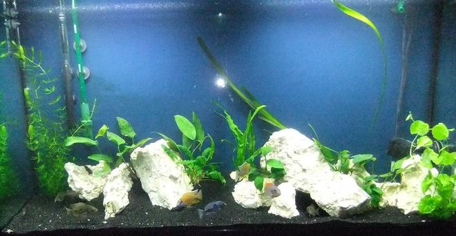 60 gallons planted tank (mostly live plants and fish) - Planted, mixed Malawi peacock/haplocromine setup. Various anubias species and java fern.