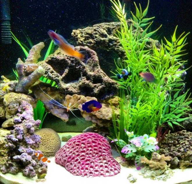 26 gallons saltwater fish tank (mostly fish, little/no live coral) - Hard to get all of them in the same picture, and not moving so its not blurry. Lol Best one I had out of the 100 I tried.