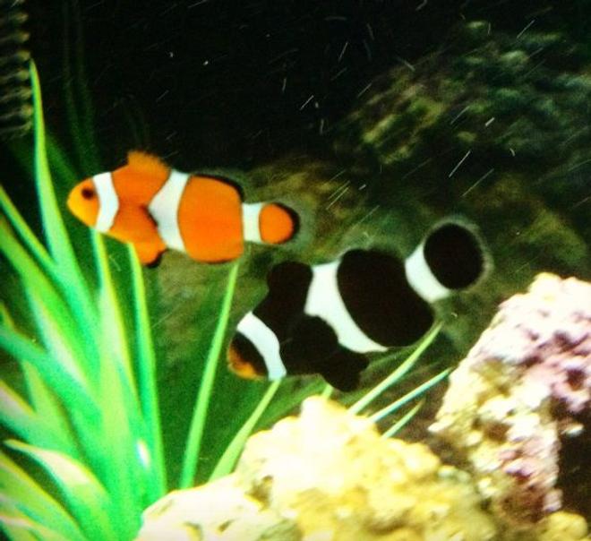saltwater fish - amphiprion ocellaris - ocellaris clownfish stocking in 26 gallons tank - Pair of ocellaris clownfish
