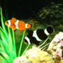 saltwater fish - amphiprion ocellaris - ocellaris clownfish stocking in 26 gallons tank - Pair of ocellaris clownfish
