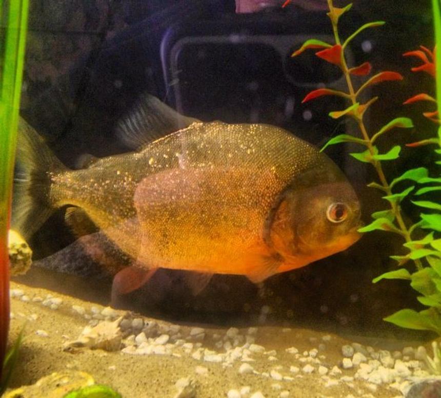 Rated #85: Freshwater Fish - Pygocentrus Nattereri - Redbellied Pirhana Stocking In 26 Gallons Tank - 10" red bellied piranha in my freshwater tank