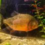 freshwater fish - pygocentrus nattereri - redbellied pirhana stocking in 26 gallons tank - 10" red bellied piranha in my freshwater tank