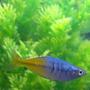 freshwater fish - melanotaenia boesemani - boesemani rainbow stocking in 75 gallons tank - Rainbow fish