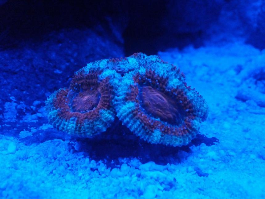 Rated #4: Corals Inverts - Acanthastrea Lordhowensis - Acan Stocking In 8 Gallons Tank - 3