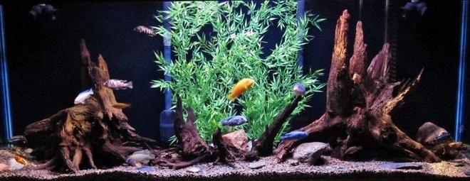 150 gallons freshwater fish tank (mostly fish and non-living decorations) - 150g african cichlid tank