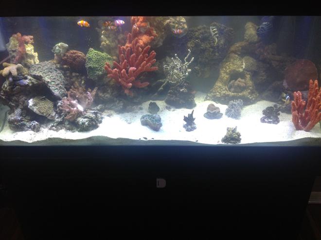 75 gallons reef tank (mostly live coral and fish) - Pic
