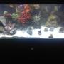 75 gallons reef tank (mostly live coral and fish) - Pic